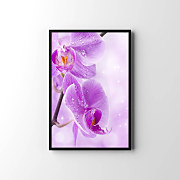 Foto Plagát Violet orchid zv6841